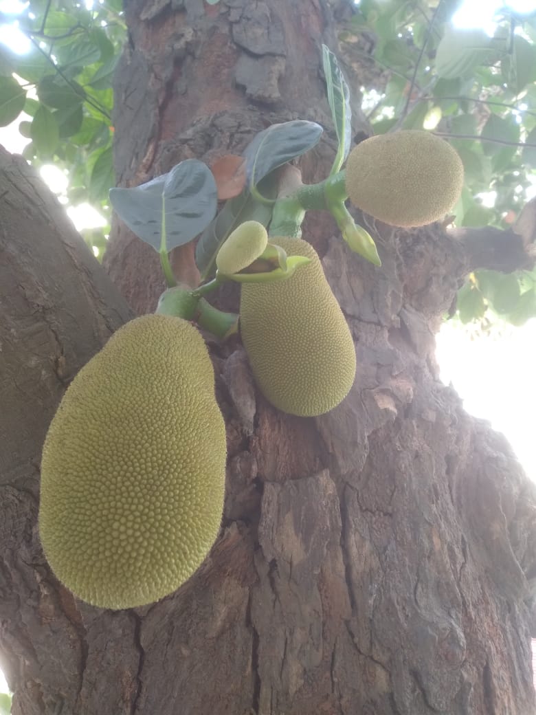 Fresh Produce in Nutrition Garden