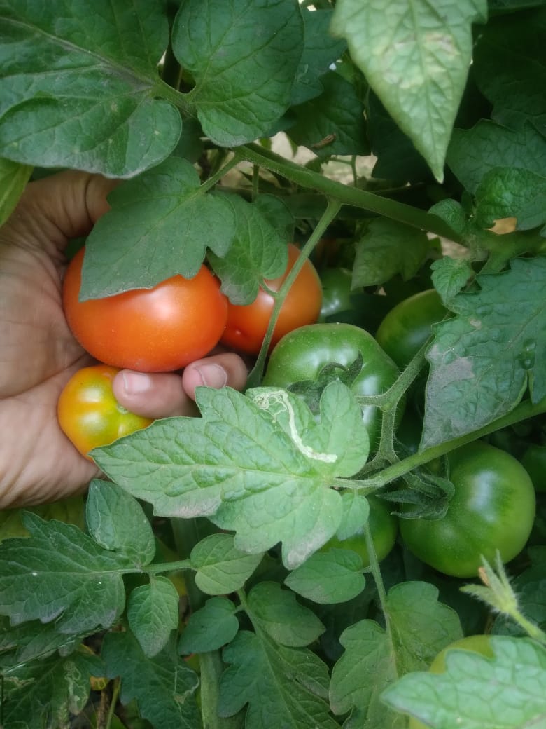 Kitchen Garden produce