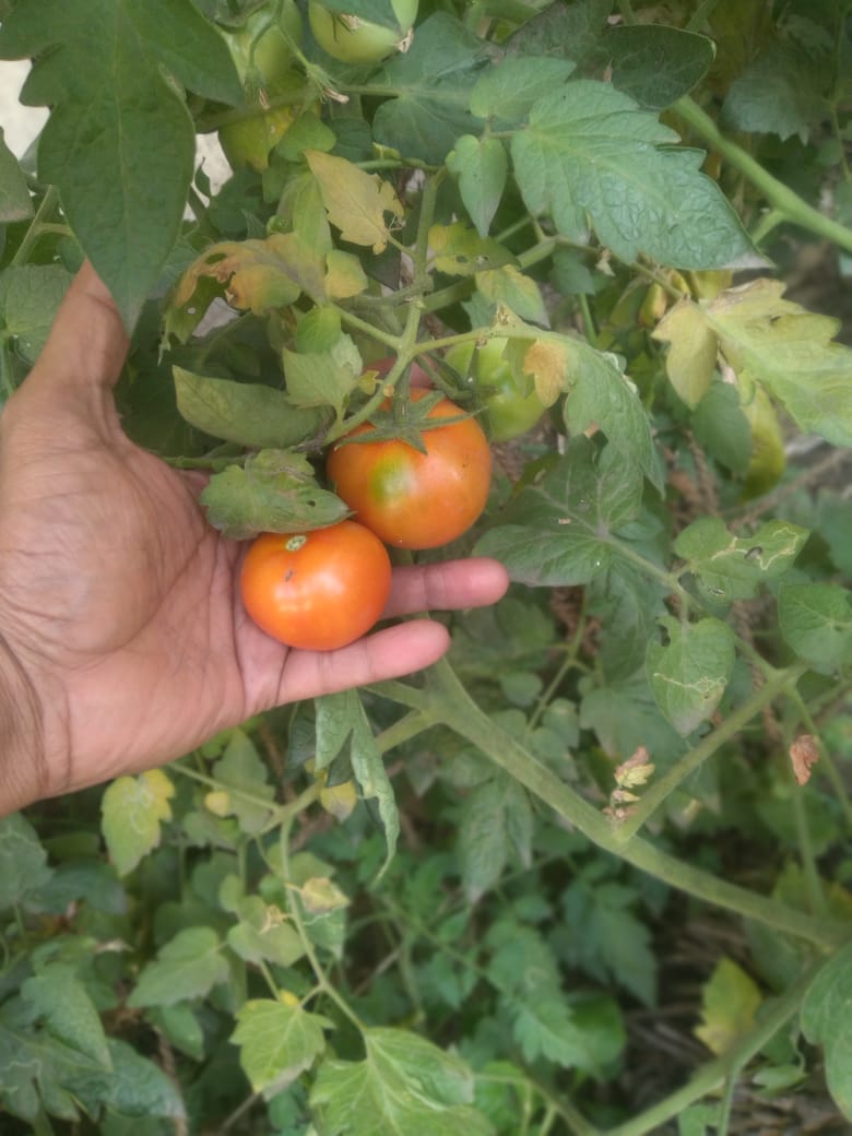 Kitchen Garden tomatoes