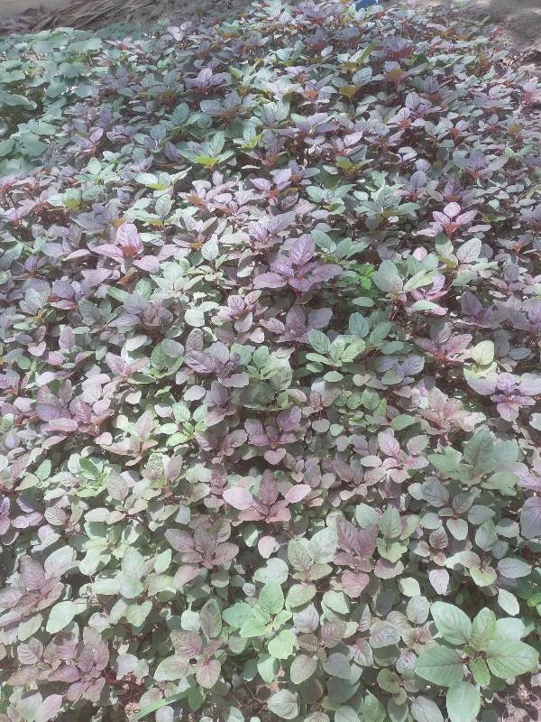 Kitchen Garden (Red Spinach)