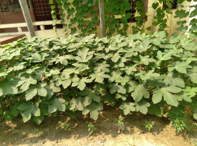 Kitchen garden (MDM)