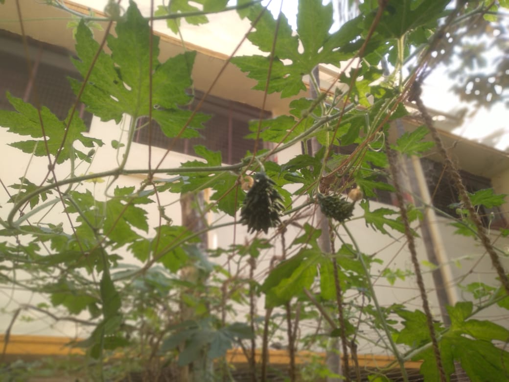 Fresh Produce in Nutrition Garden